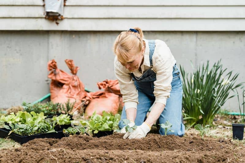 No-Dig Gardening