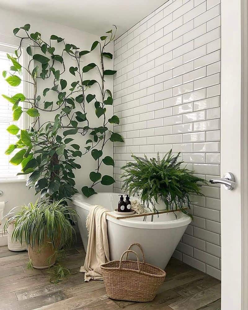 Spider Plant for the Bathroom