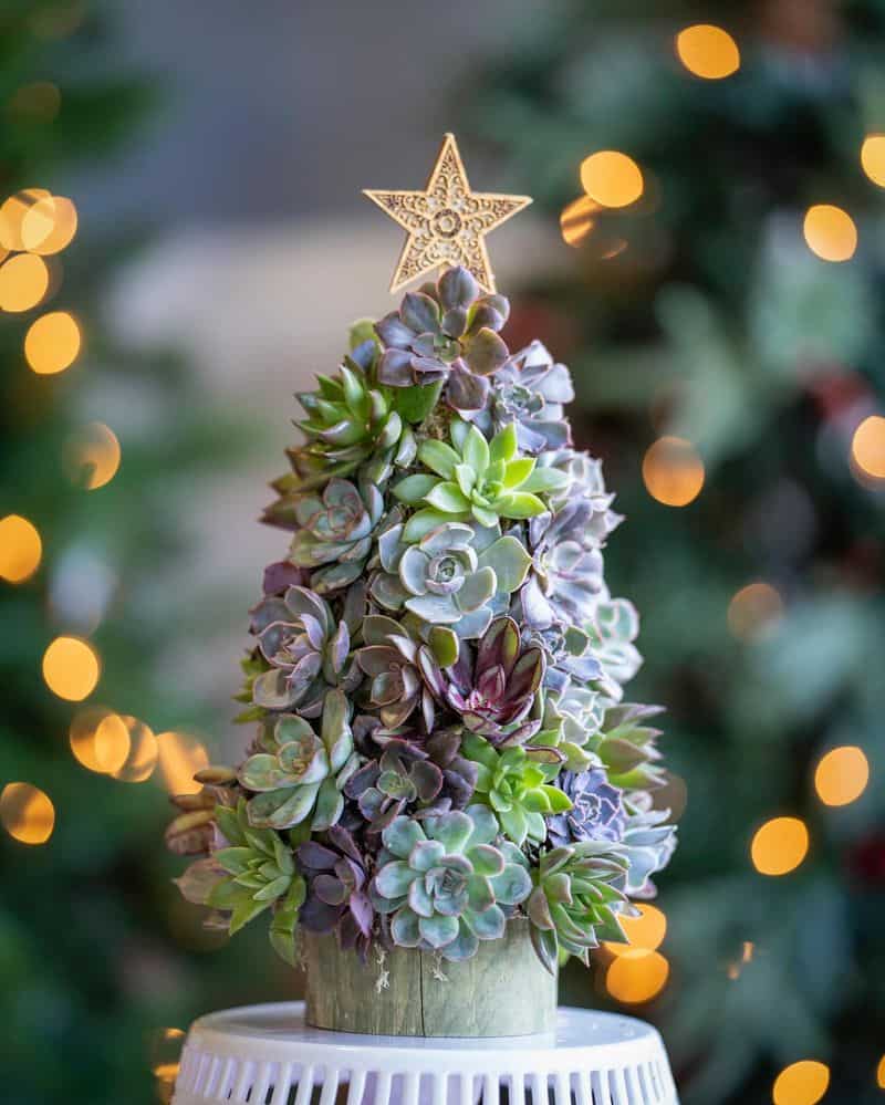 Succulent Tree