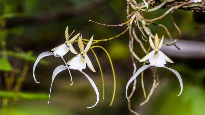 Ghost Orchid