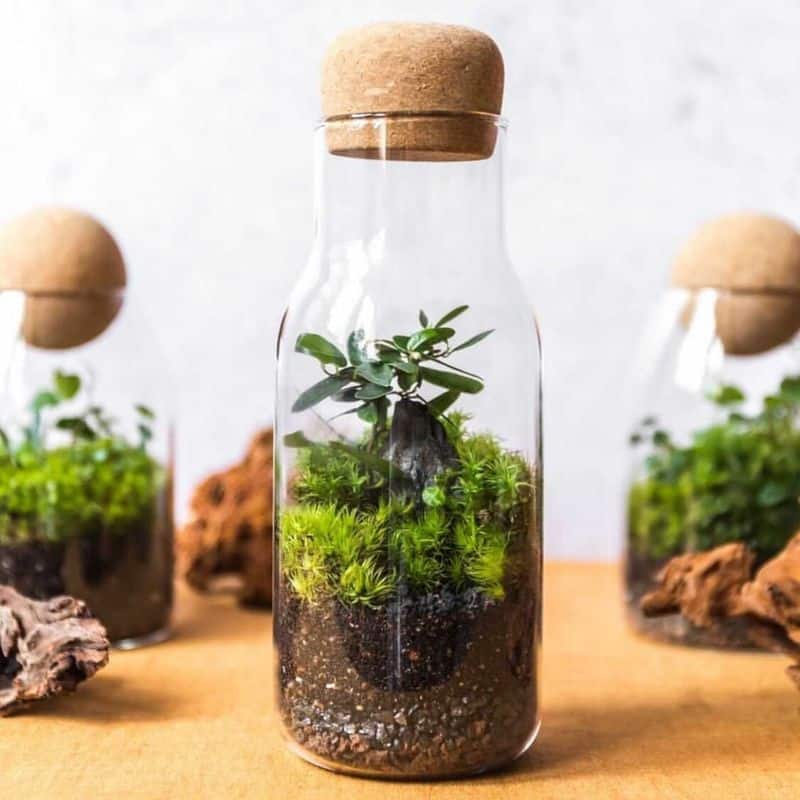 Glass Jar Terrariums