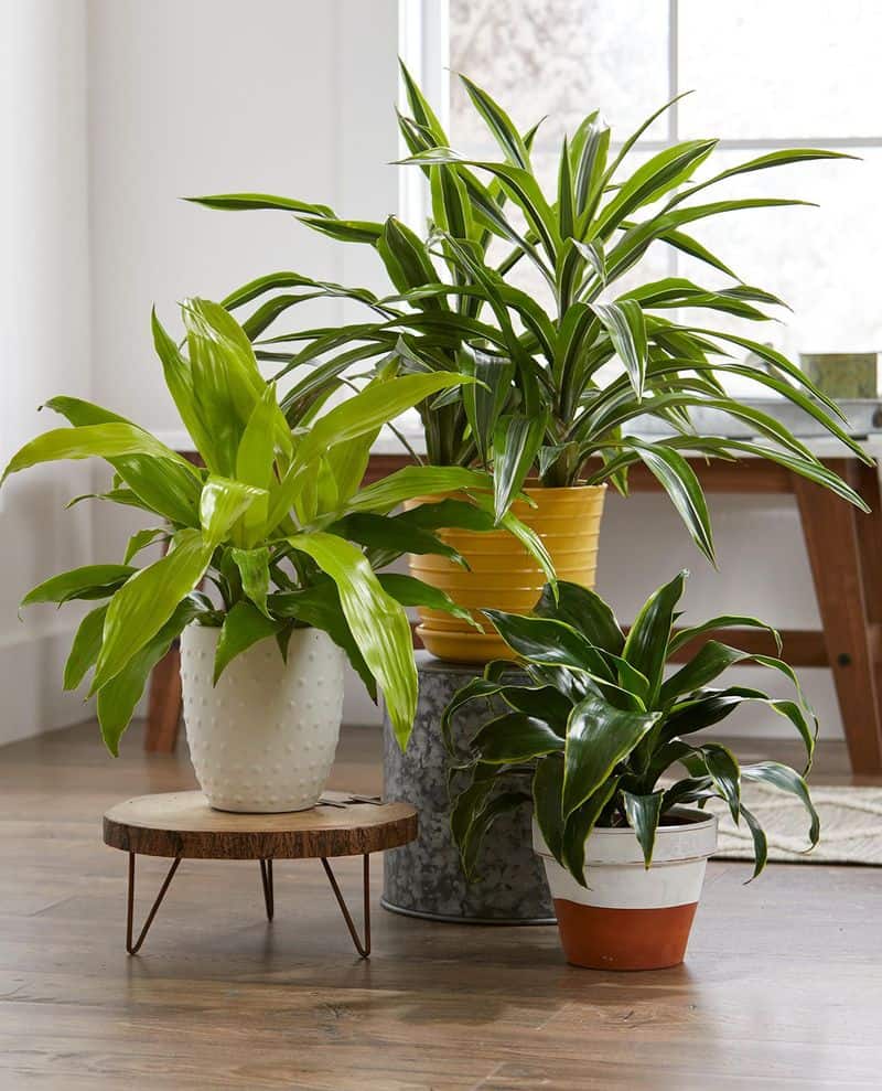 Incorporate Houseplants