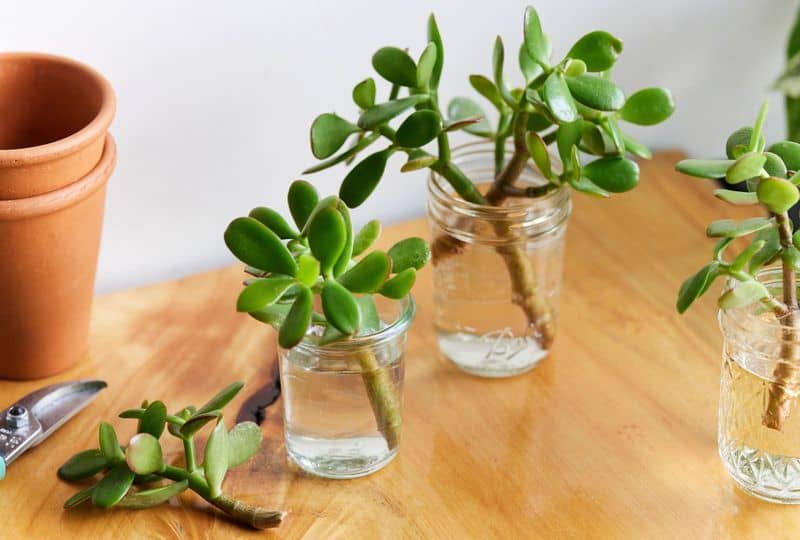 Jade Plant