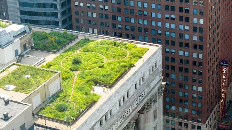 Living Roof