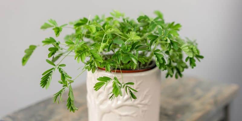 Mimosa Pudica