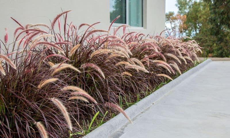 Ornamental Purple Fountain Grass