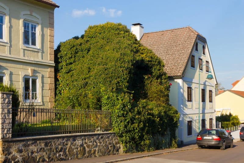 Overgrown Ivy