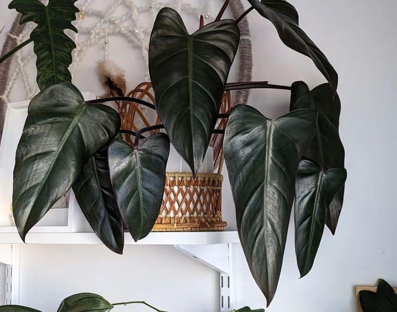 Philodendron