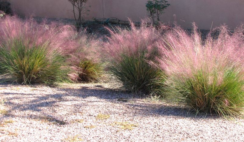 Pink Muhly Grass