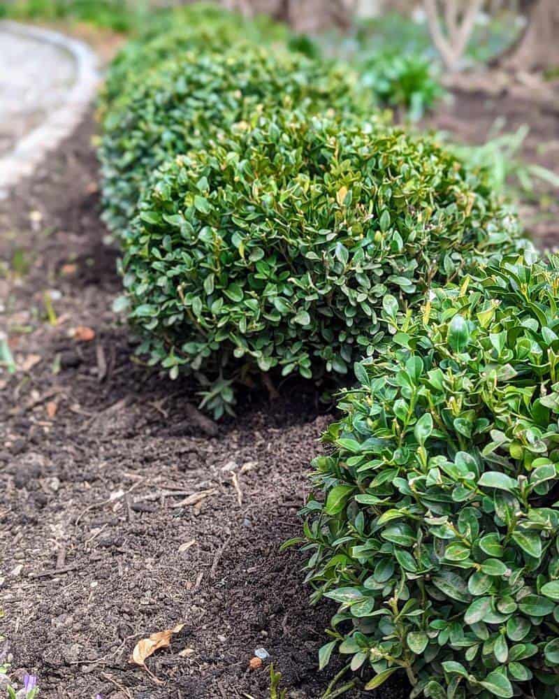 Plant a Row of Boxwood Shrubs – Instant Nobility