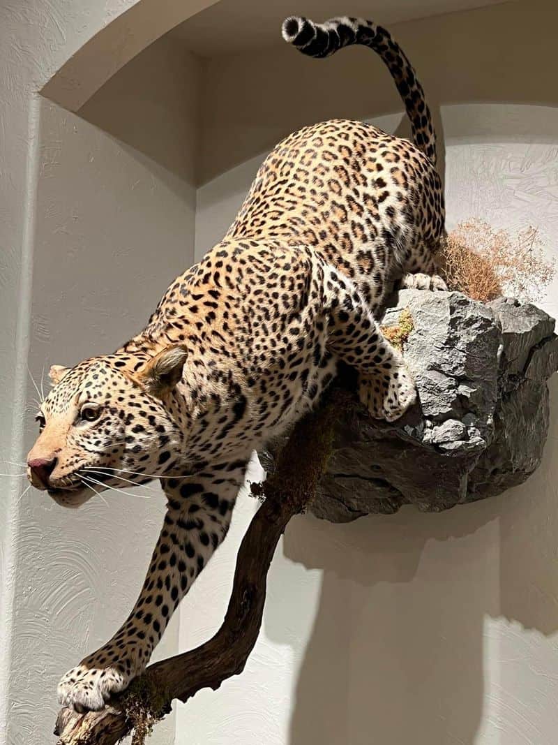 Taxidermy