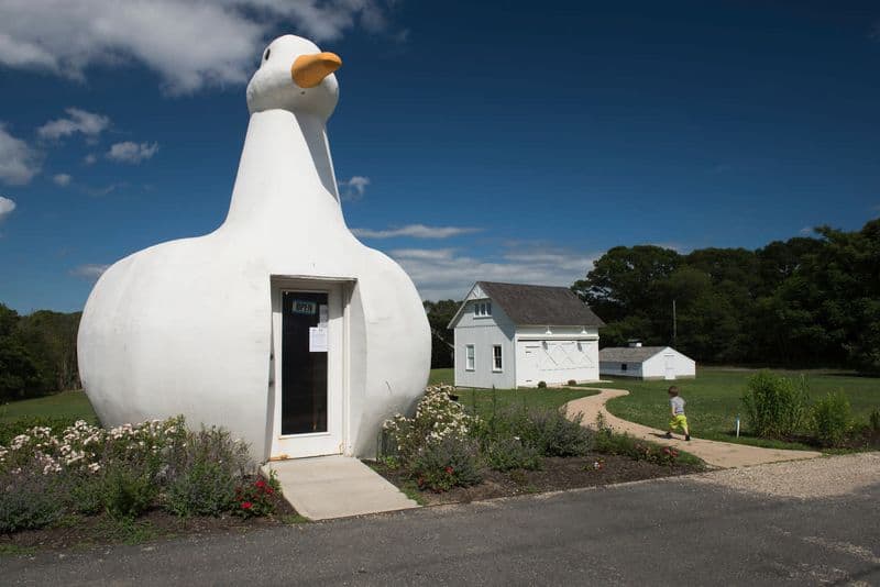 The Big Duck