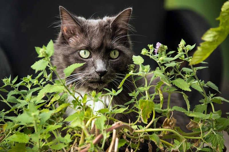 The Catnip Garden