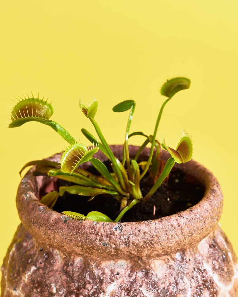 Venus Flytrap