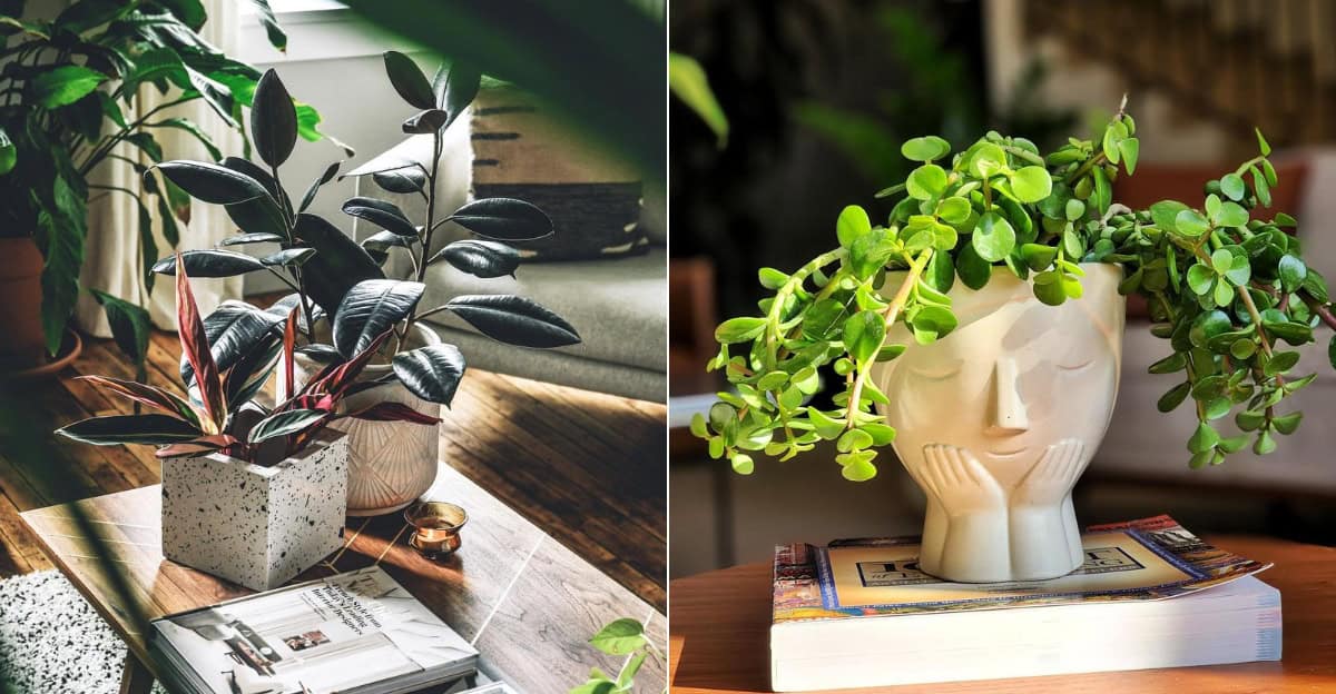 9 Houseplants You Can’t Kill: Green Survivors