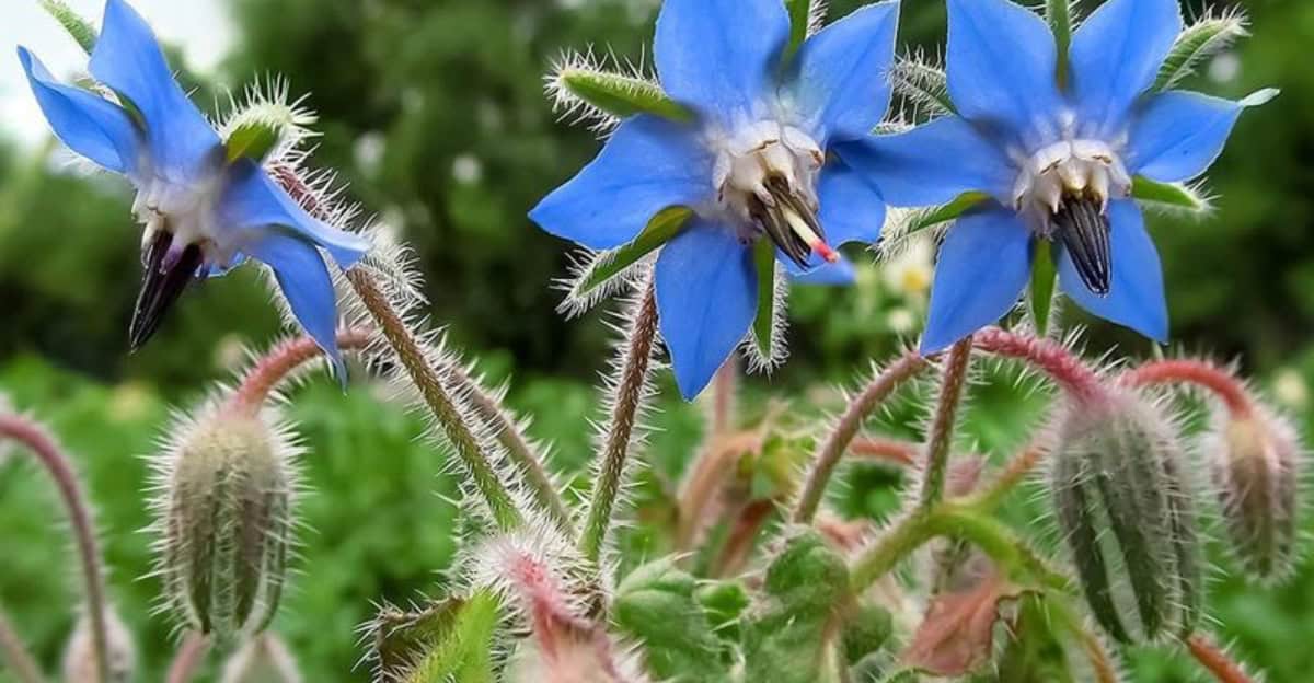 10 Edible Flowers to Add Flavor and Beauty to Your Garden