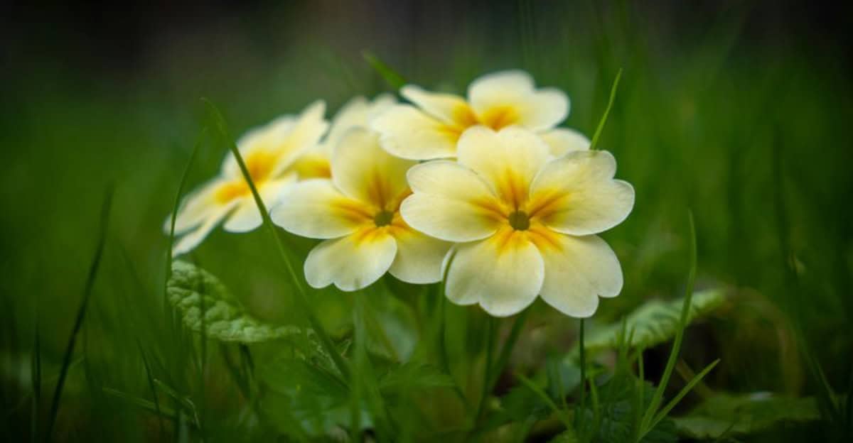 10 Must-Plant Flowers for a Stunning Spring Garden