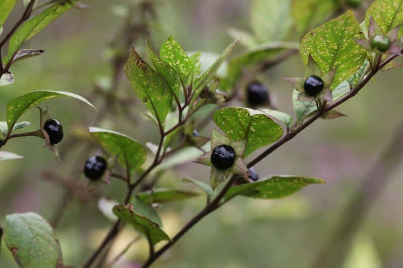 Belladonna