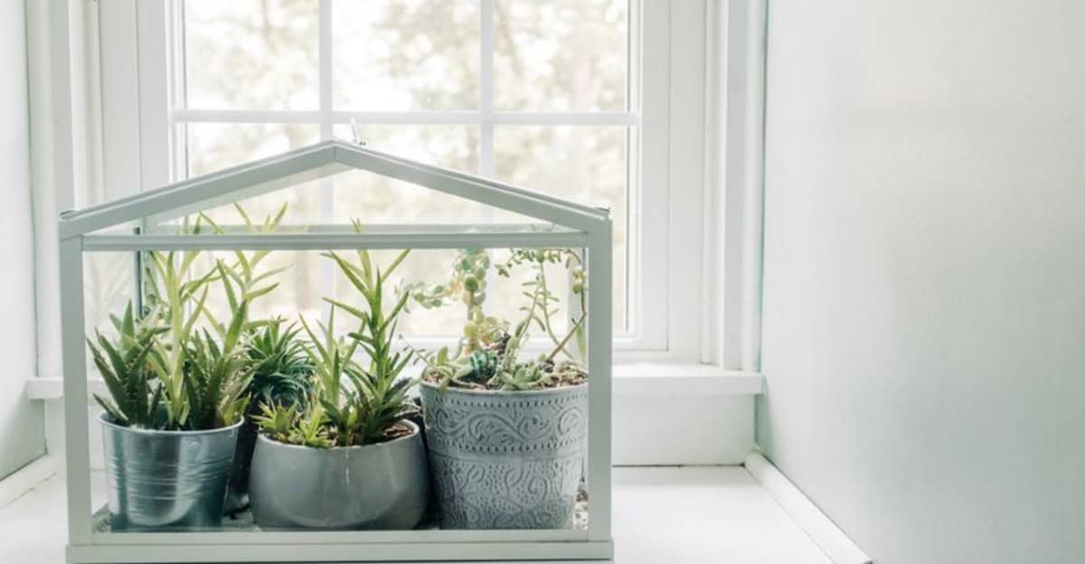 10 Reasons To Get A Mini Indoor Greenhouse Right Now