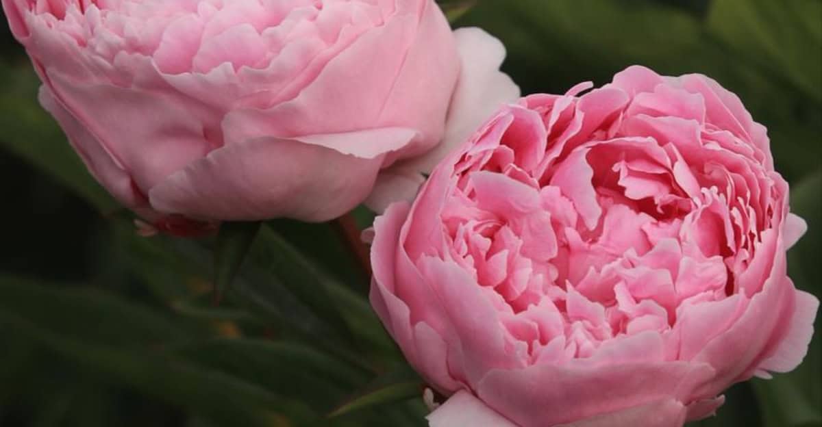 10 Lucky Plants That Might Just Turn Your Home into a Fortune Zone