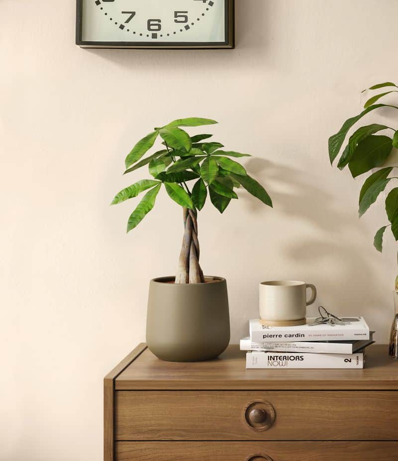 A Small Green Plant