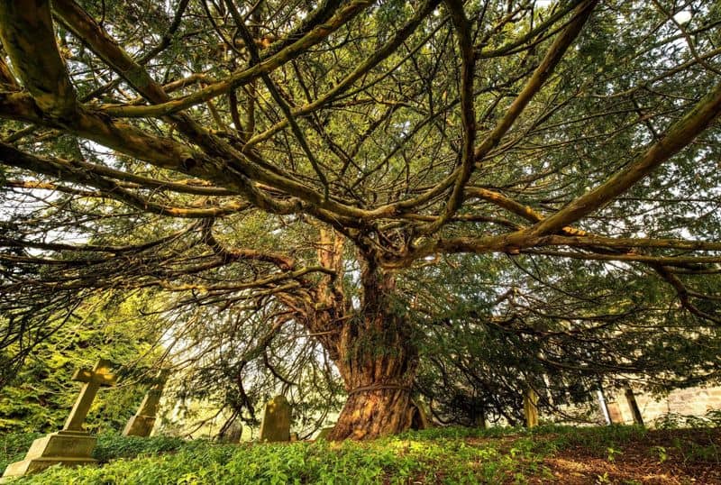 Yggdrasil