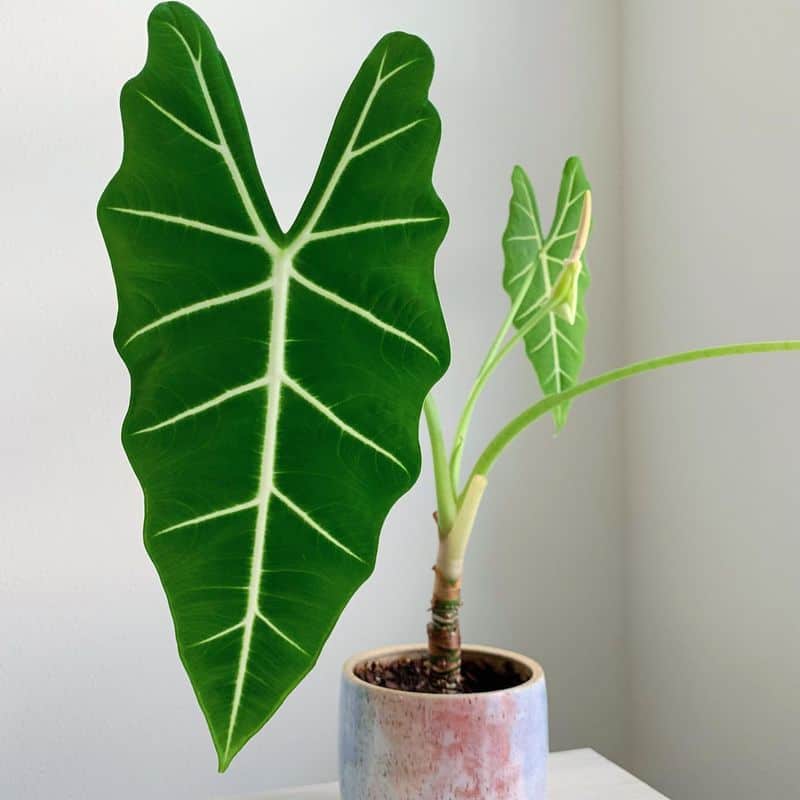 Alocasia