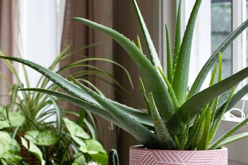 Aloe Vera