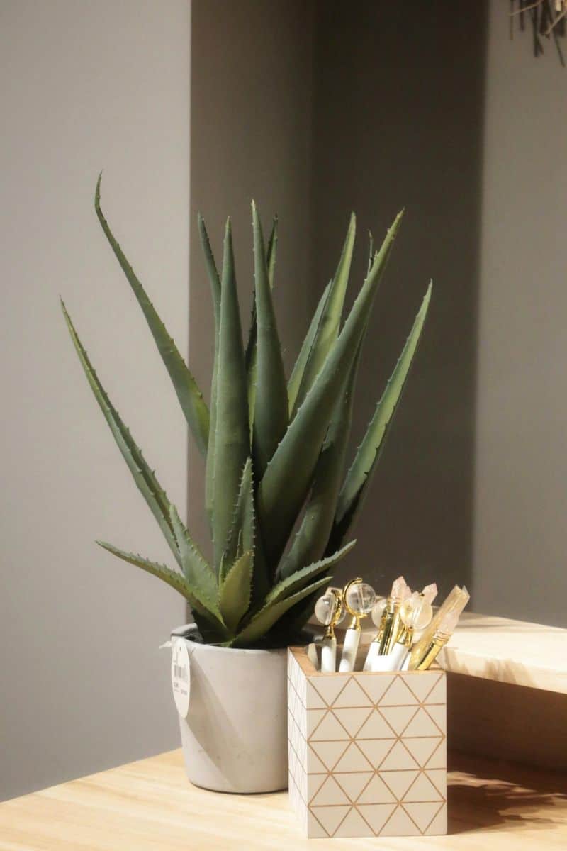 Aloe Vera