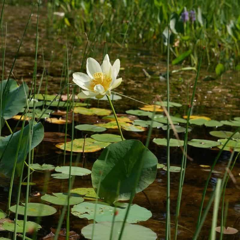 American Lotus (Nelumbo lutea)