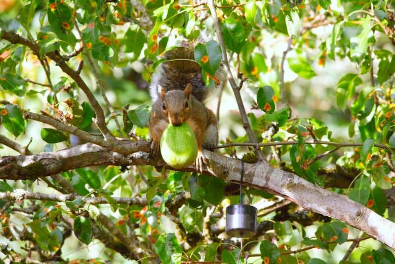 Avoid Planting Near Walnut Trees