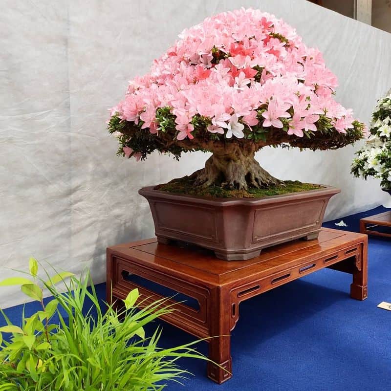 Azalea Bonsai