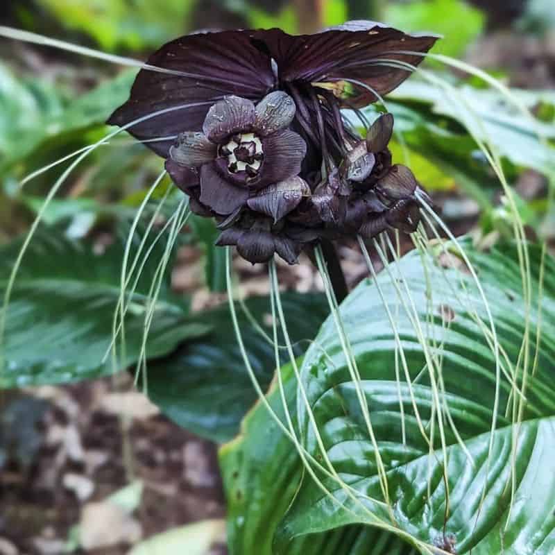 Bat Orchid