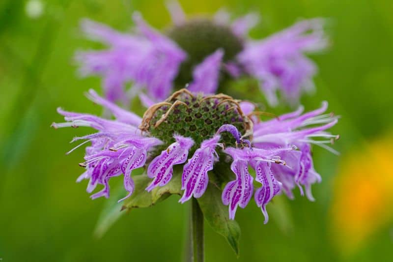 Bee Balm