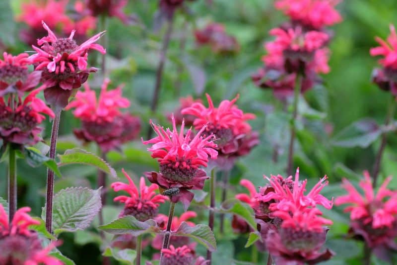 Bee Balm