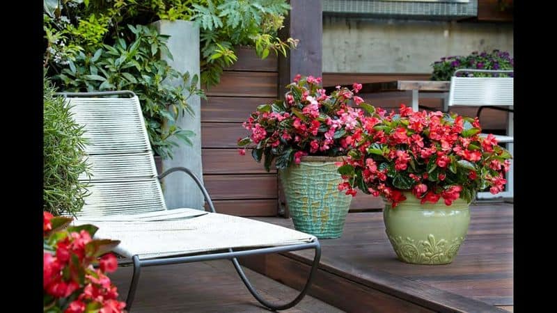 Begonia