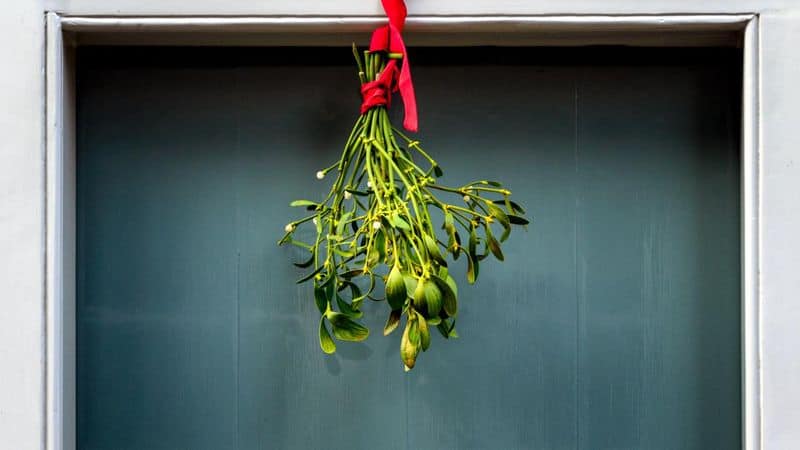 Mistletoe