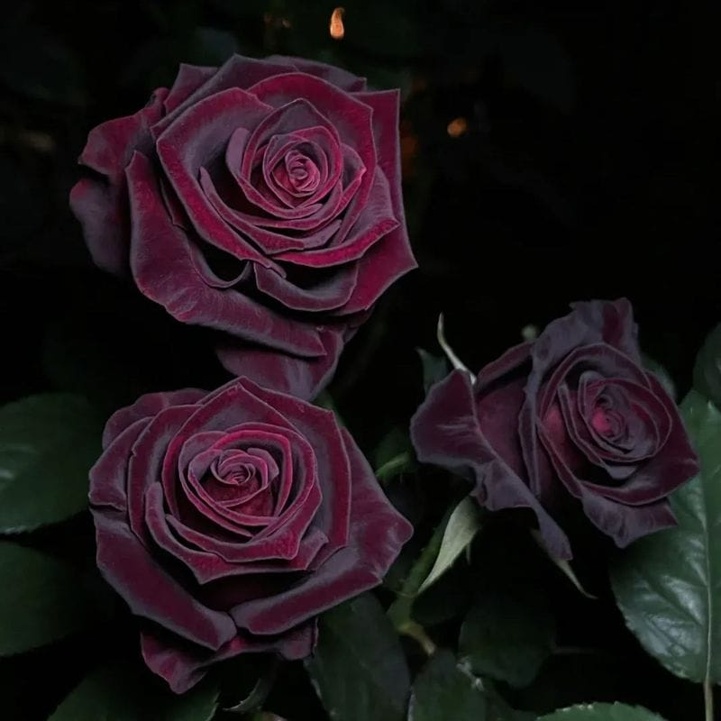 Black Baccara Rose