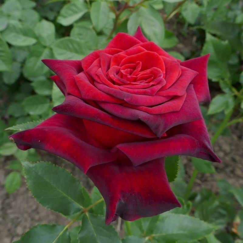 Black Baccara Rose