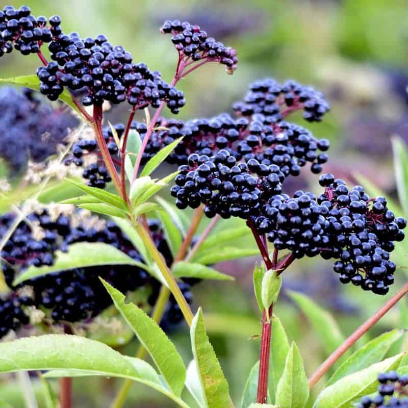 Black Beauty Elderberry