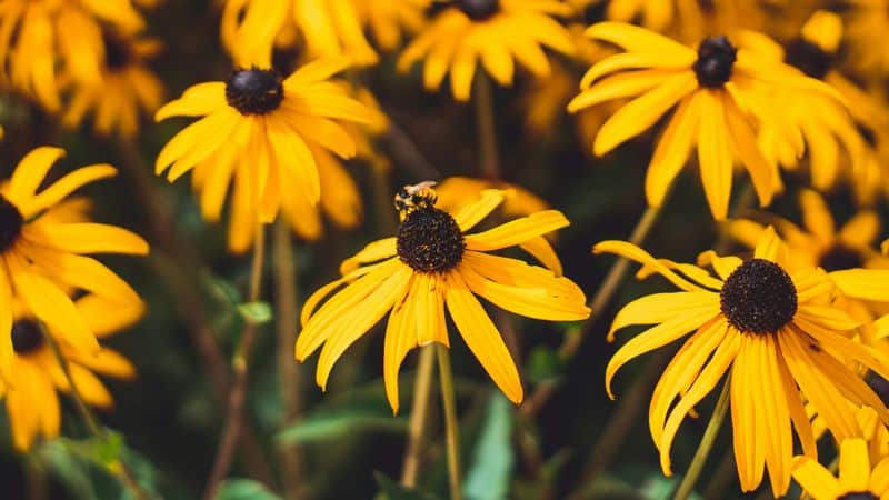 Black-Eyed Susan (Rudbeckia hirta)