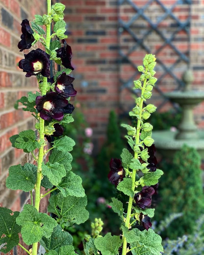 Black Hollyhock