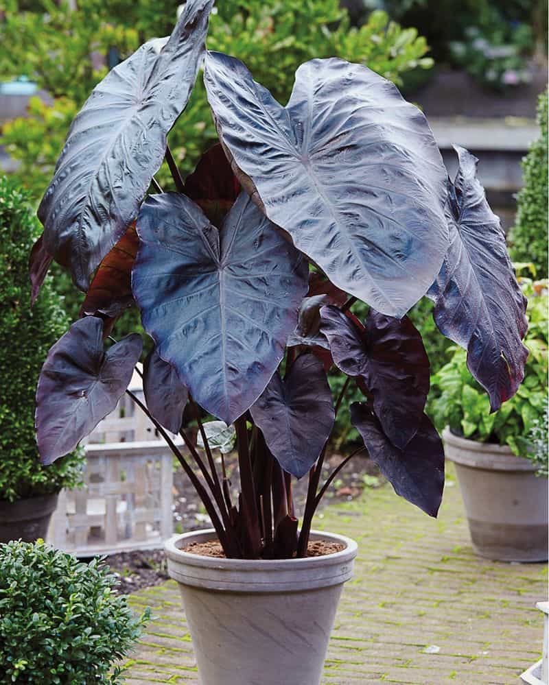 Black Magic Elephant Ear