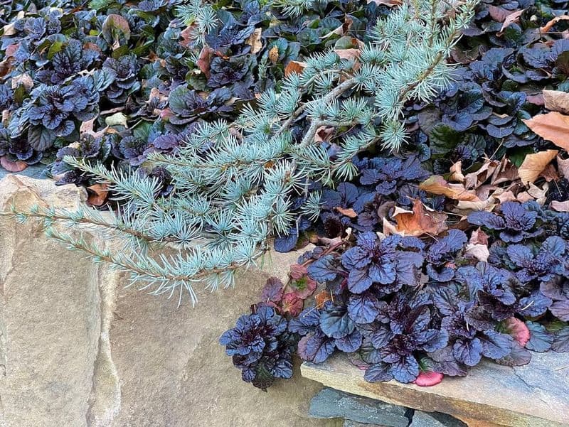 Black Scallop Ajuga