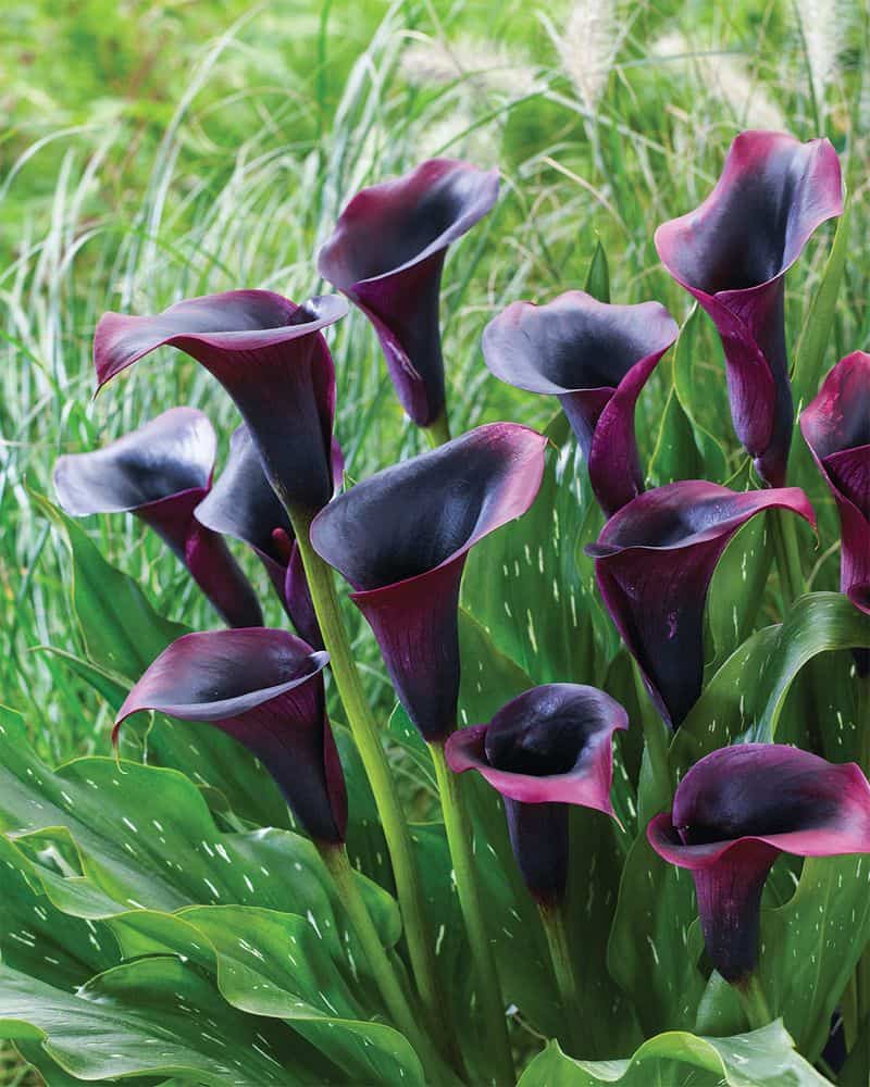 Black Star Calla Lily