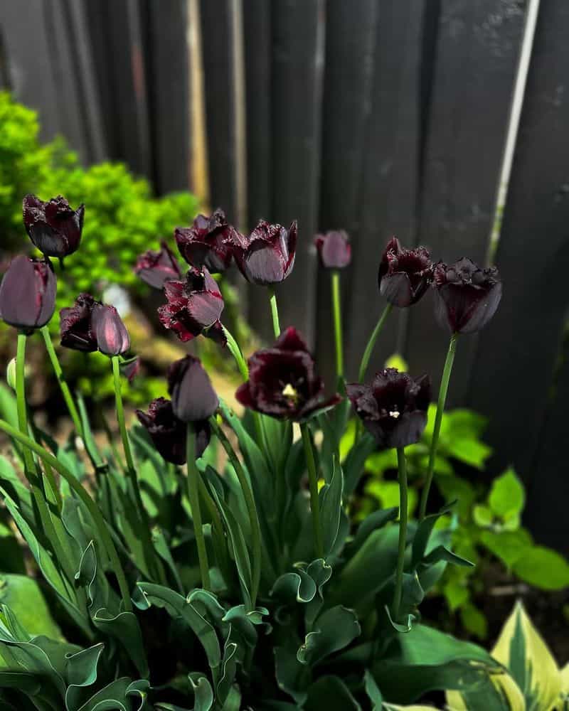 Black Tulip