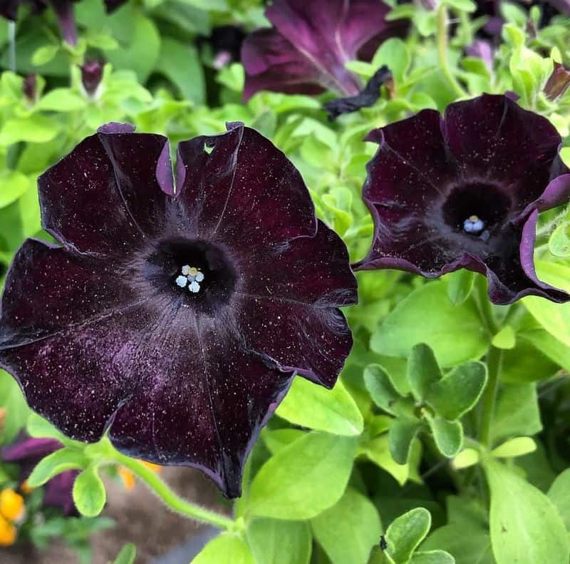 Black Velvet Petunia