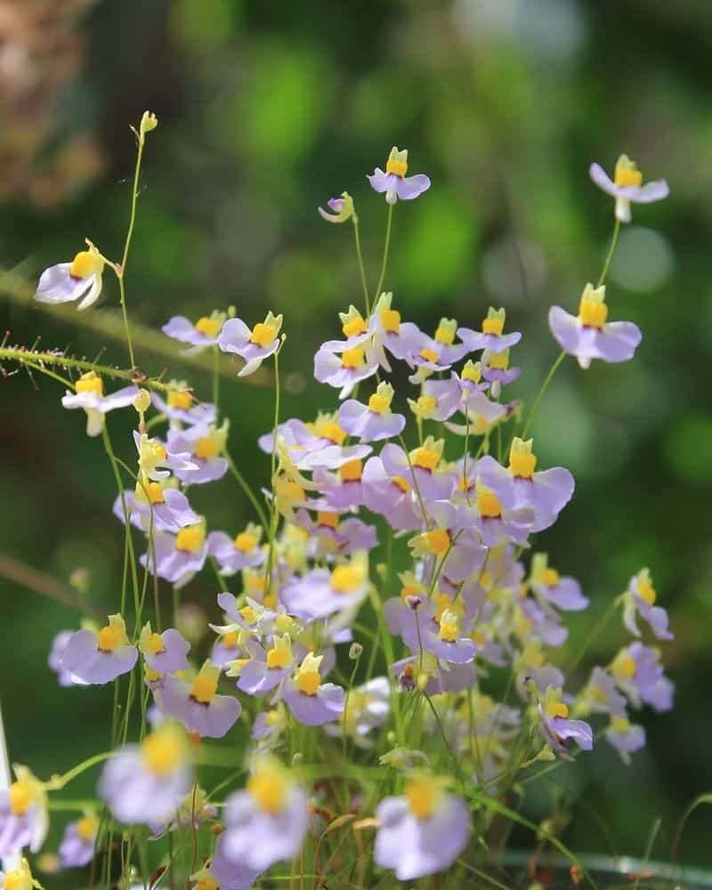 Bladderwort