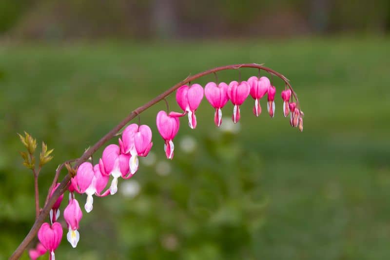 Bleeding Hearts