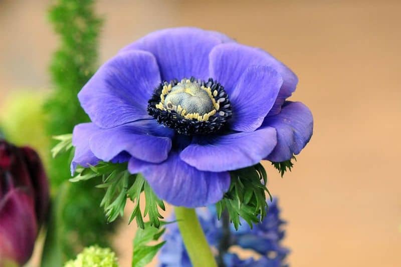 Blue Anemone